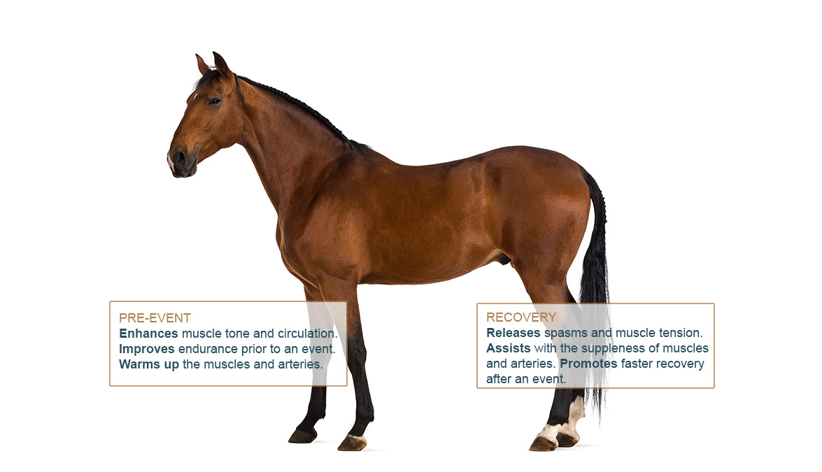 accueil_WINBACK-equine-EN