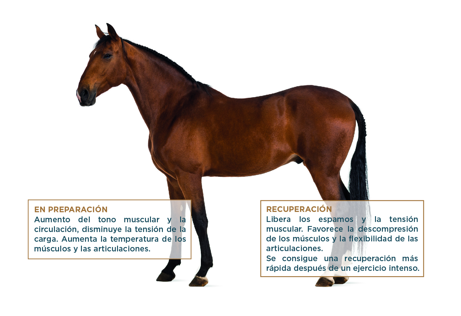 EQUIN-ES-01